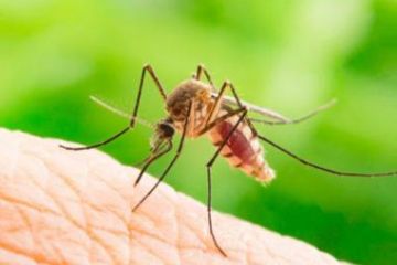 Misure di prevenzione in seguito alla segnalazione nel territorio provinciale di un caso autoctono di infezione da west nile virus